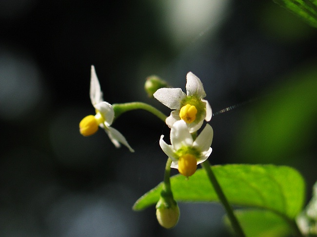 下橫坑山春之小花
